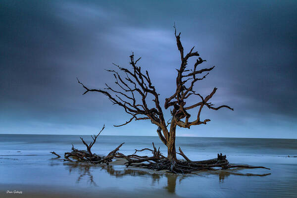 Driftwood Art Print featuring the photograph Driftwood Tree by Fran Gallogly