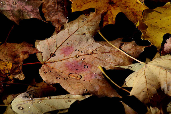 Droplet Art Print featuring the photograph Droplets on fallen leaves by Doris Potter