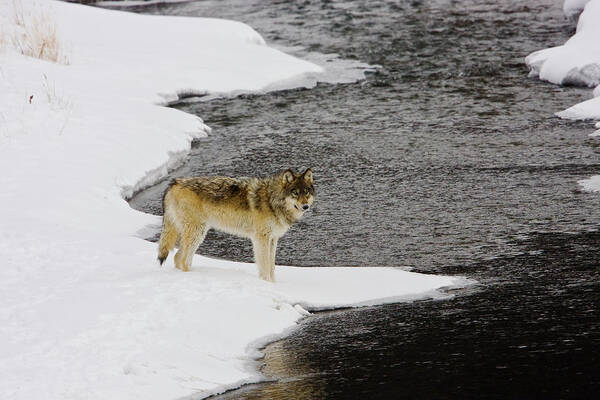 Wolf Art Print featuring the photograph Druid by Soda Butte Creek by Mark Miller