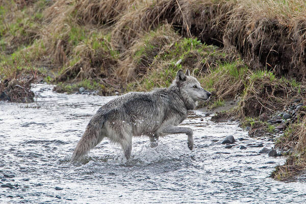 Wolf Art Print featuring the photograph Druid Wolf 21M in Soda Butte Creek by Mark Miller