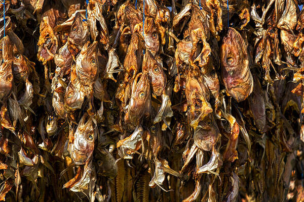 Drying Racks Art Print featuring the photograph Drying Fish Heads - Iceland by Stuart Litoff