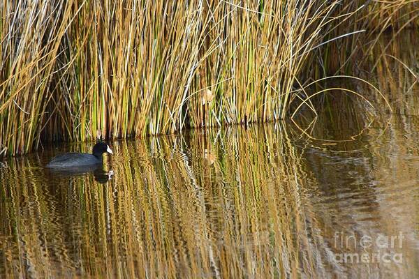Duck Art Print featuring the photograph Duck and Reeds by Jeff Hubbard