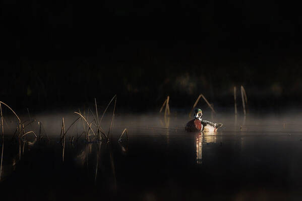 Wood Duck Art Print featuring the photograph Duck of the Morning Mist by Bill Wakeley