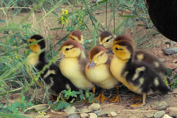 Nature Art Print featuring the photograph Ducklings by Kae Cheatham