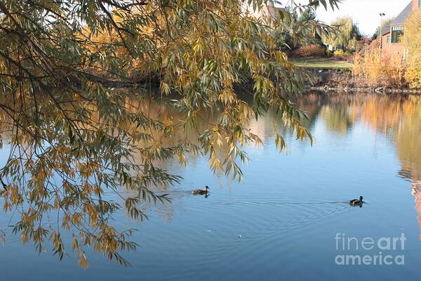 Autumn Ducks Art Print featuring the photograph Ducks on Peaceful Autumn Pond by Carol Groenen
