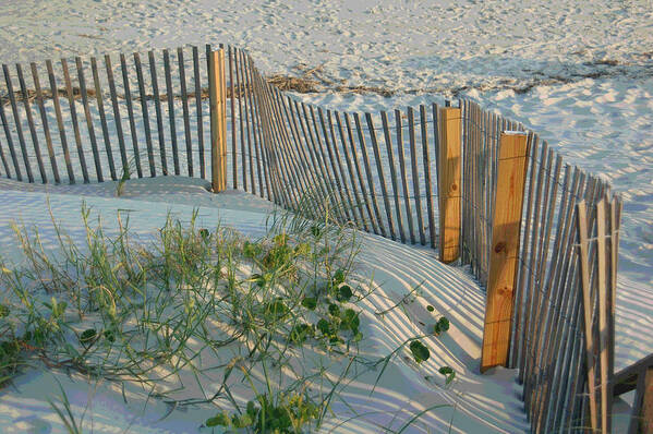 Sea Fence Art Print featuring the photograph Dune Fence by Suzanne Gaff