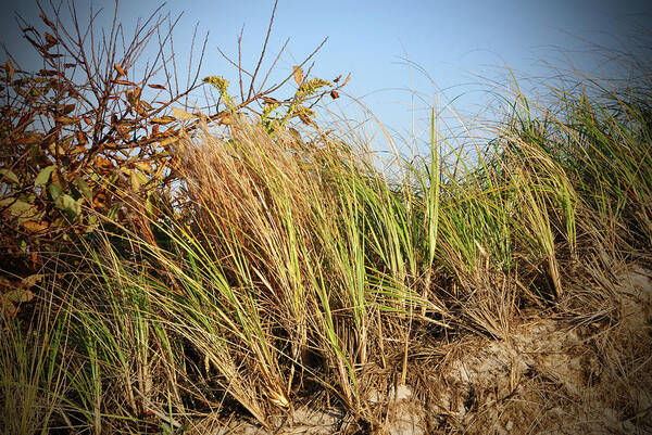 Dunes Art Print featuring the photograph Dune Grass by Cate Franklyn