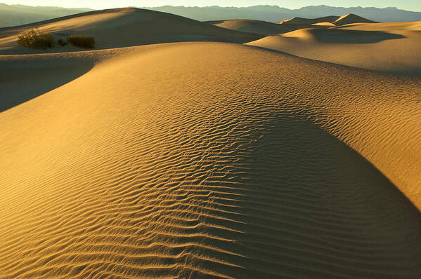 Death Valley Art Print featuring the photograph Dunes of Gold by Johan Elzenga