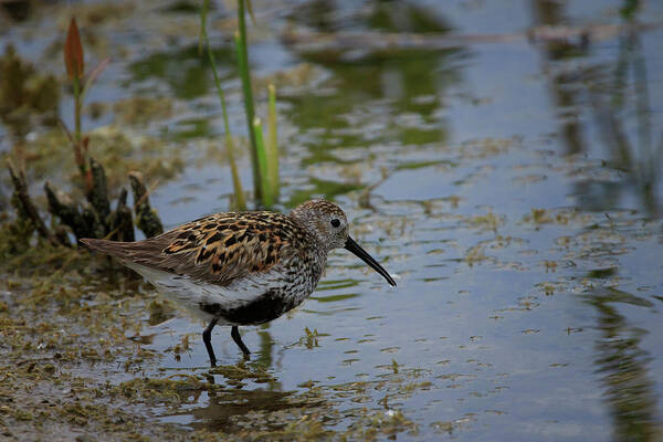 Gary Hall Art Print featuring the photograph Dunlin 3 by Gary Hall