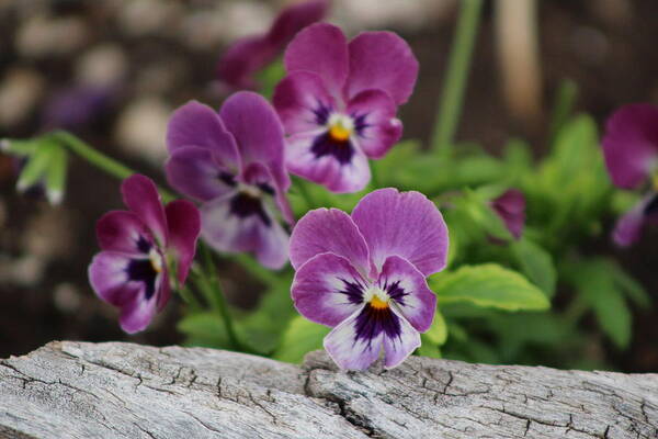Rustic Wood Art Print featuring the photograph Duo Tone Purple Pansies and Rustic Wood by Colleen Cornelius