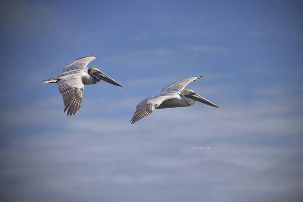 Pelicans Art Print featuring the photograph Dynamic Duo by Phil Mancuso