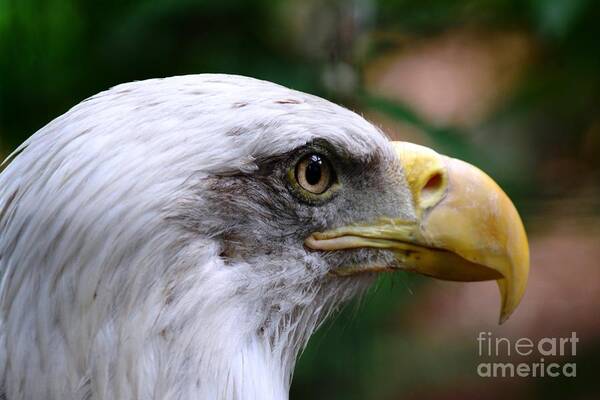 Eagle Art Print featuring the photograph Eagle Eye by Cindy Raymond