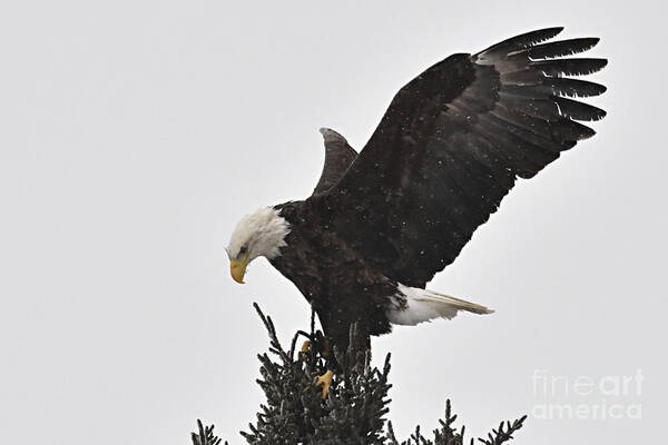 Photography Art Print featuring the photograph Eagle in a Snow Shower by Larry Ricker
