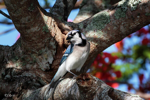 Florida Art Print featuring the photograph Eagle Lakes Park - Northern Blue Jay at Rest by Ronald Reid