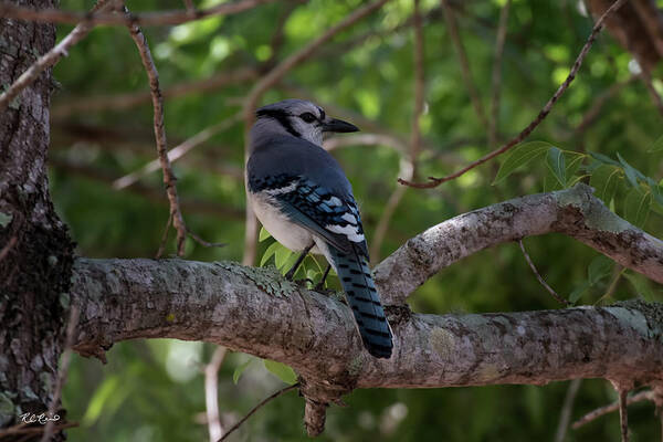 Florida Art Print featuring the photograph Eagle Lakes Park - Northern Blue Jay - Profile by Ronald Reid