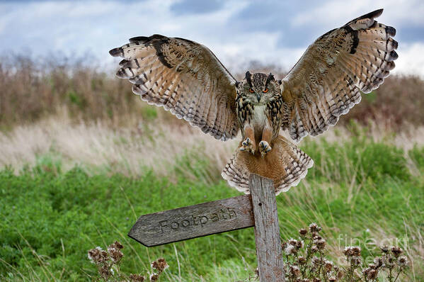 Eurasian Eagle-owl Art Print featuring the photograph Eagle Owl on Signpost by Arterra Picture Library
