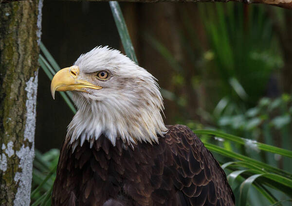 Eagle Art Print featuring the photograph Eagle Portrait by Les Greenwood