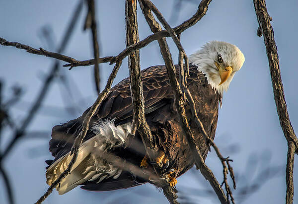 American Bald Eagle Art Print featuring the photograph Eagle Power by Ray Congrove