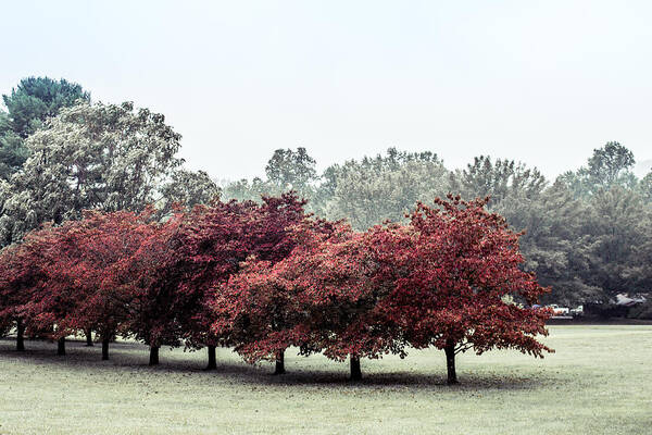 Fall Art Print featuring the photograph Early Fall by Carlee Ojeda