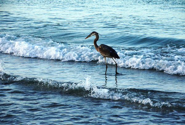 Heron Art Print featuring the photograph Early Morning Heron Beach Walk by Debbie Oppermann