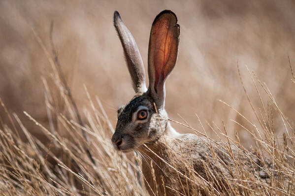 Animals Art Print featuring the photograph Ears by Robert Potts