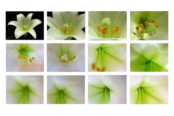 Lily Art Print featuring the photograph Easter Lily Greetings by Juergen Roth
