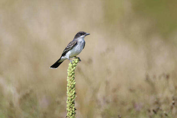 Eastern Kingbird Art Print featuring the photograph Eastern Kingbird On Mullein Plant by Brook Burling