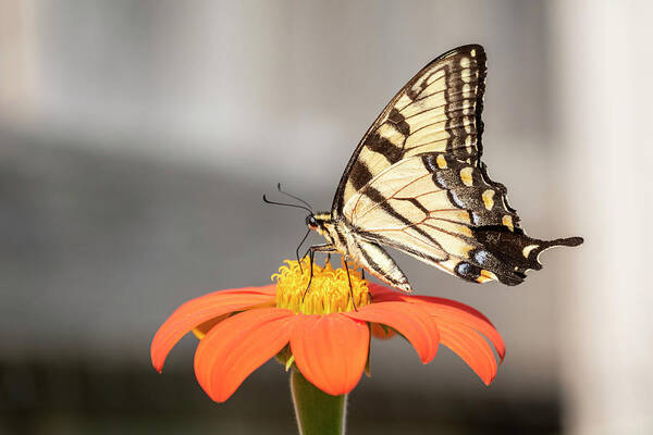 Eastern Tiger Swallowtail Art Print featuring the photograph Eastern Tiger Swallowtail 2018-1 by Thomas Young