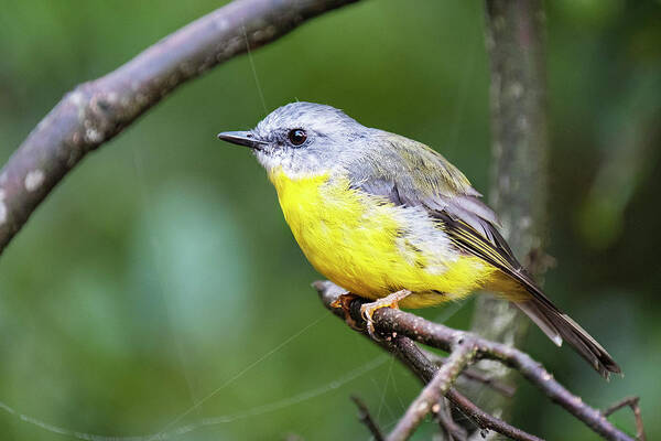 Robin Art Print featuring the photograph Eastern Yellow Robin on a branch by Catherine Reading