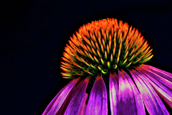 Echinacea Art Print featuring the photograph Echinacea by Ivan Slosar