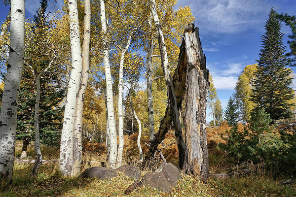 Aspen Trees Art Print featuring the photograph Edge of the Woods by Leda Robertson