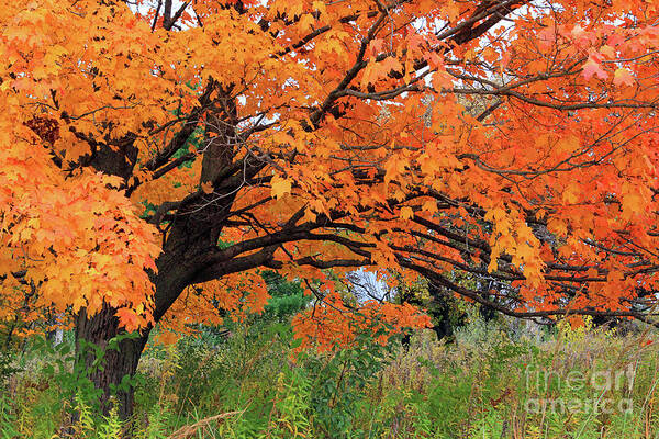 Edna's Tree Art Print featuring the photograph Edna's Tree by Paula Guttilla