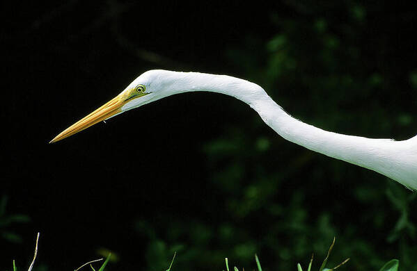 Egret Art Print featuring the photograph Egret 1 by Ted Keller