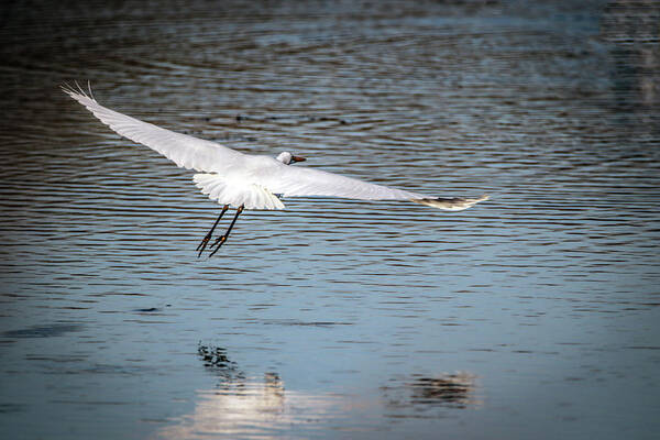 Egret Art Print featuring the photograph Egret Flight Plan by Ray Congrove