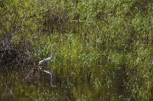 Heron Art Print featuring the photograph Egret Hunting in Reeds by Lynn Hansen
