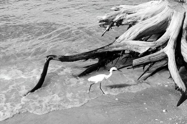 Photo For Sale Art Print featuring the photograph Egret in the Roots by Robert Wilder Jr