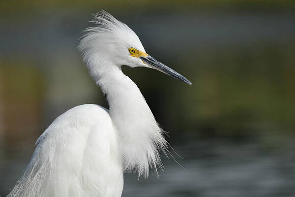 Snowy Egret Art Print featuring the photograph Elegant Snowy by Fraida Gutovich