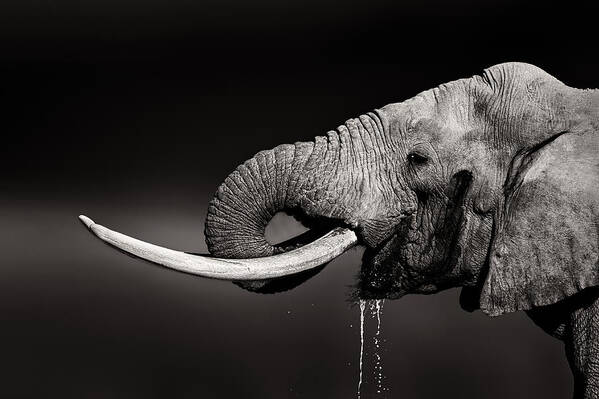 Elephant Art Print featuring the photograph Elephant bull drinking water - duetone by Johan Swanepoel