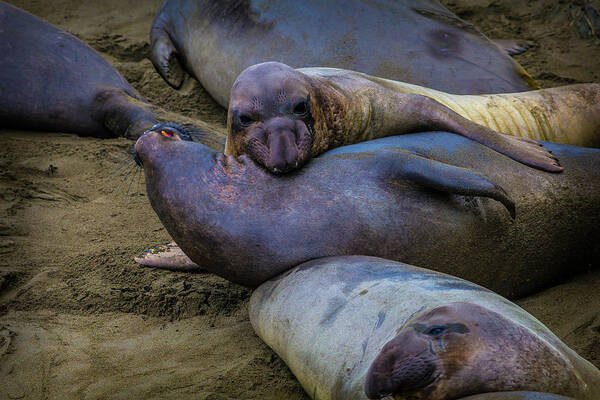 Elephant Art Print featuring the photograph Elephant Seals Fighting by Garry Gay