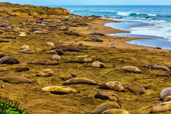 Elephant Art Print featuring the photograph Elephant Seals Near Cambria by Garry Gay