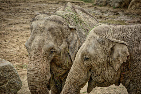 Wildlife Art Print featuring the photograph Elephants by Ingrid Dendievel