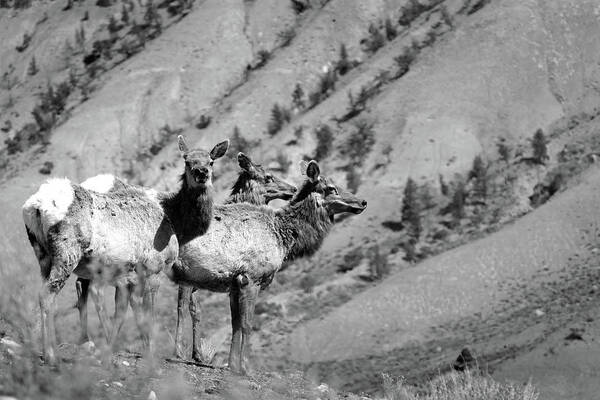 Elk Art Print featuring the photograph Elk 19 by JustJeffAz Photography