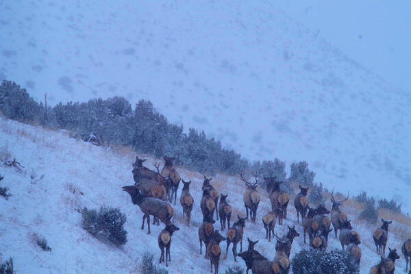 Elk Art Print featuring the photograph Elk herd in snowfall by Jeff Swan