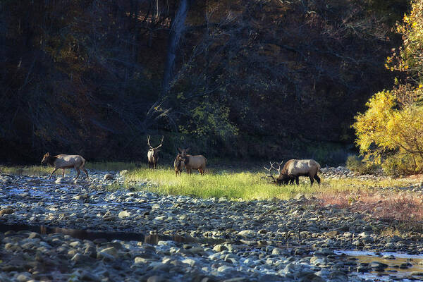 Buffalo National River Art Print featuring the photograph Elk River Crossing at Sunrise by Michael Dougherty