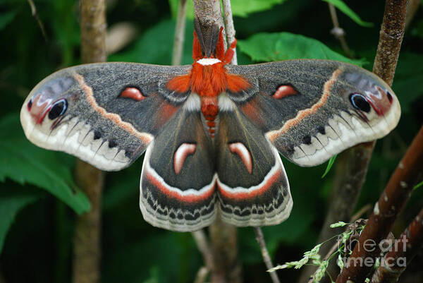 Cecropia Moth Art Print featuring the photograph Emergence by Randy Bodkins
