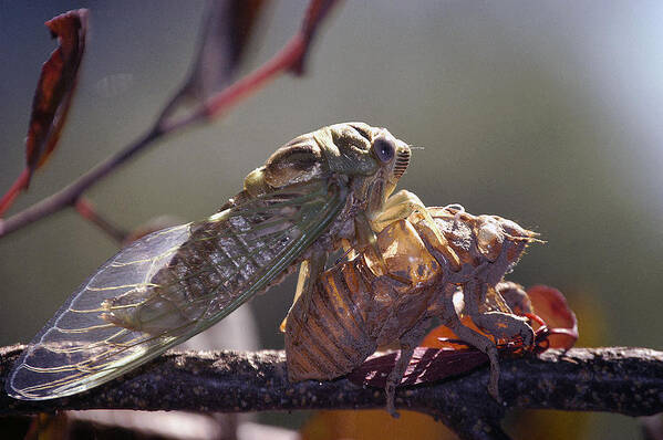 Cicada Art Print featuring the photograph Emerging - Cicada 1 by DArcy Evans