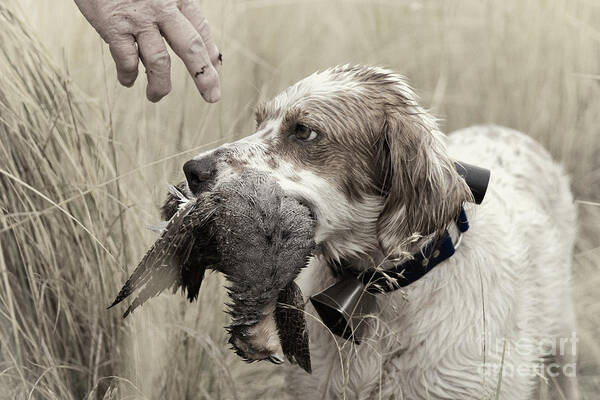 Faded Art Print featuring the photograph English Setter and Hungarian Partridge - D003092a by Daniel Dempster