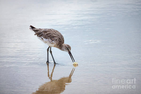 Florida Art Print featuring the photograph Enjoying A Meal by Todd Blanchard