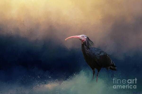 Northern Bald Ibis Art Print featuring the photograph Enjoying the Waves by Eva Lechner