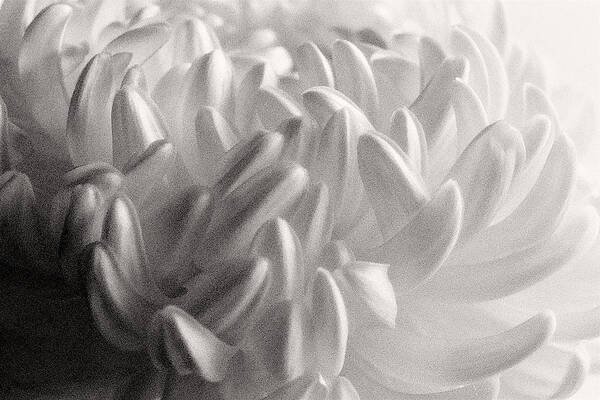 Nature Art Print featuring the photograph Ethereal Chrysanthemum by Zayne Diamond Photographic